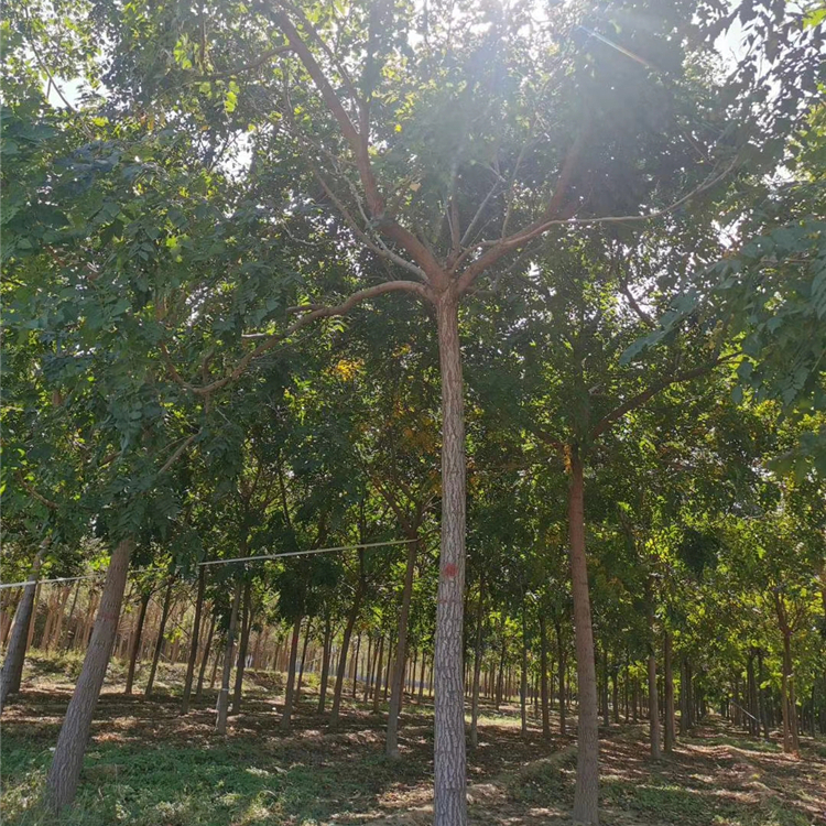 北栾最新价格,北栾最新价格，探寻市场变化背后的故事，北栾最新价格揭秘，探寻市场变化背后的故事