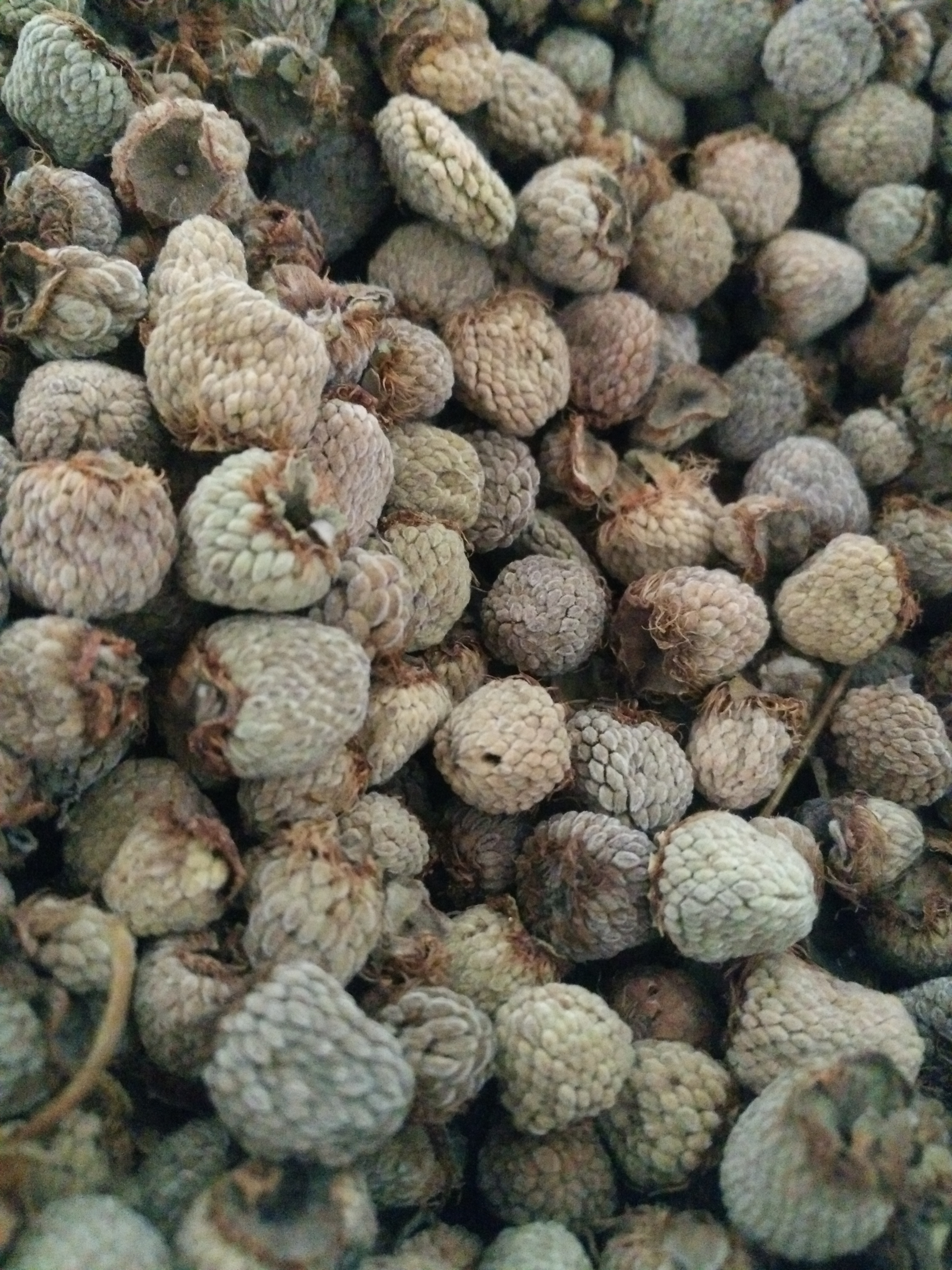 博民生物科技 第314页