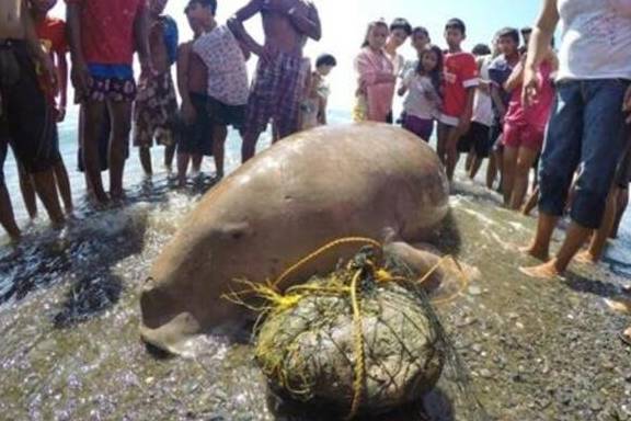不明生物视频最新,探索未知,揭开不明生物视频的神秘面纱,揭开神秘面纱,探索最新不明生物视频,探索未知世界
