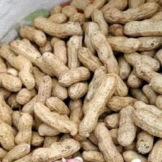 花生信息网花生最新价格,花生信息网,探寻花生最新价格的奥秘,探寻花生最新价格的奥秘,花生信息网实时更新花生价格资讯