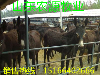 毛驴最新价格表,毛驴最新价格表,探寻市场趋势与背后的故事,毛驴最新价格表揭秘,市场趋势与背后故事探究