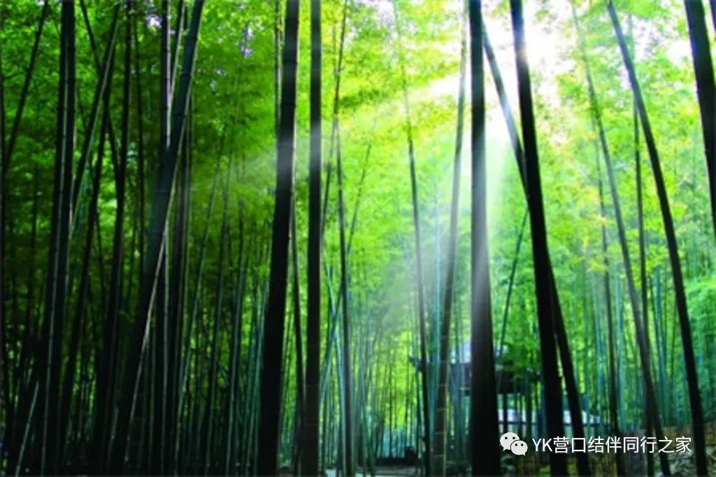 永川茶山竹海最新,永川茶山竹海新探,自然之韵,心灵之旅,永川茶山竹海新探,自然与心灵的交融之旅