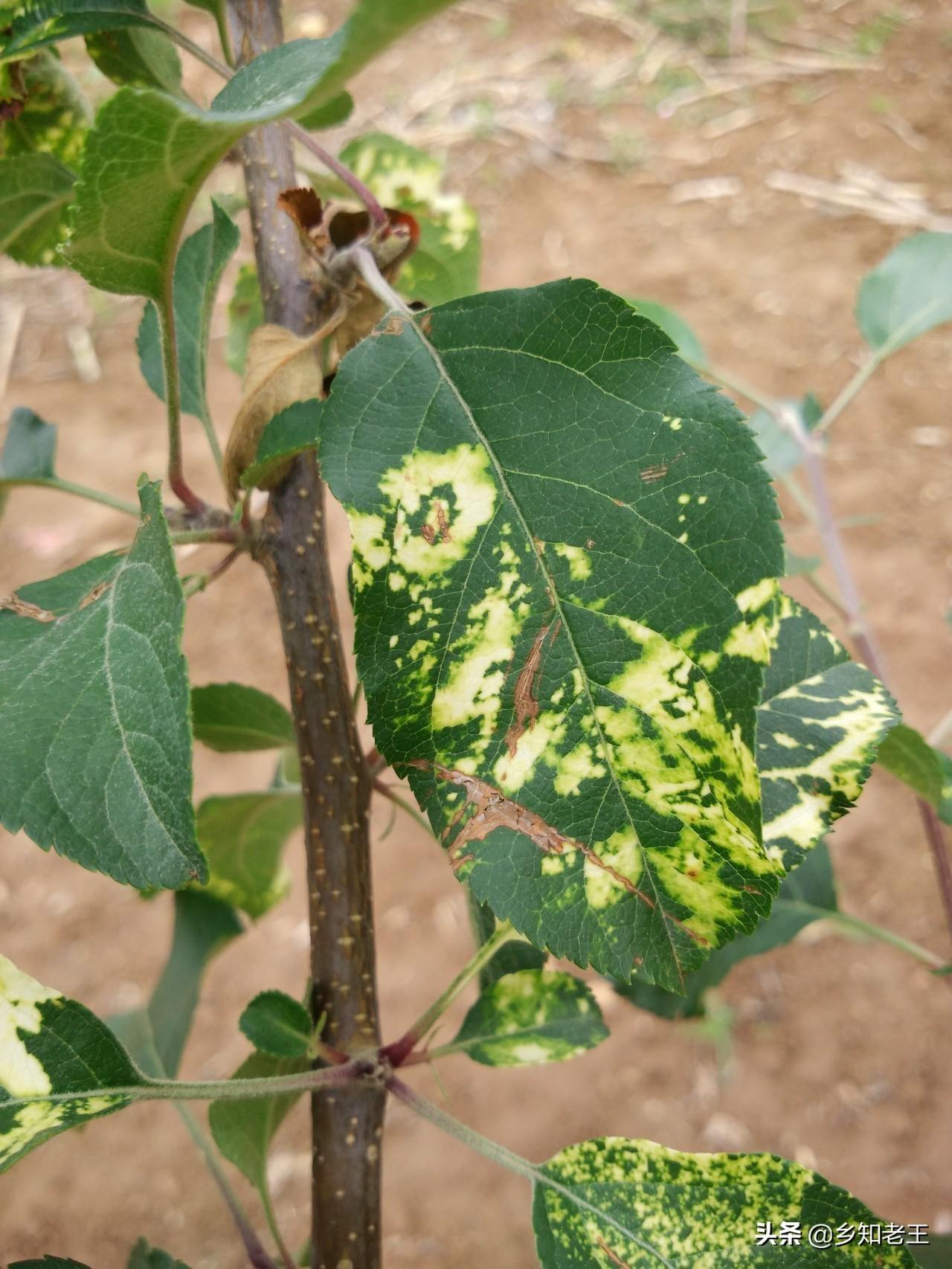 最新病毒正状,最新病毒症状,深入了解,共同应对,深入了解最新病毒症状,共同应对病毒威胁