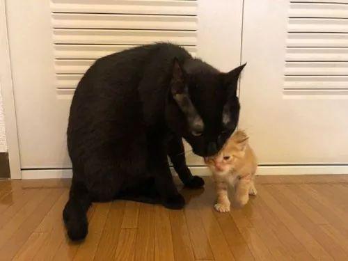 原住猫最新猫,原住猫与最新猫的温馨故事,一场跨越时间与空间的相遇,原住猫与最新猫的温馨邂逅,跨越时空的相遇故事