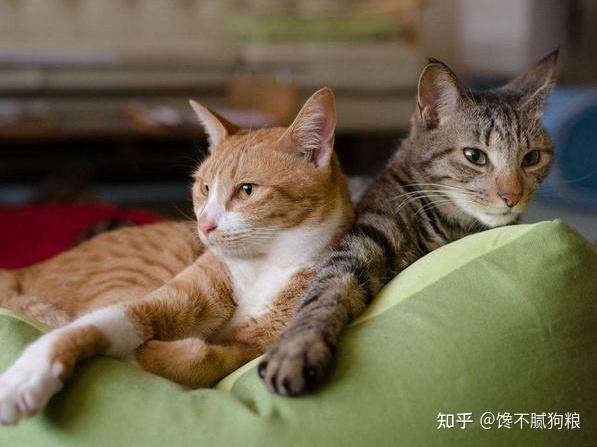 原住猫最新猫,原住猫与最新猫的温馨故事,一场跨越时间与空间的相遇,原住猫与最新猫的温馨邂逅,跨越时空的相遇故事