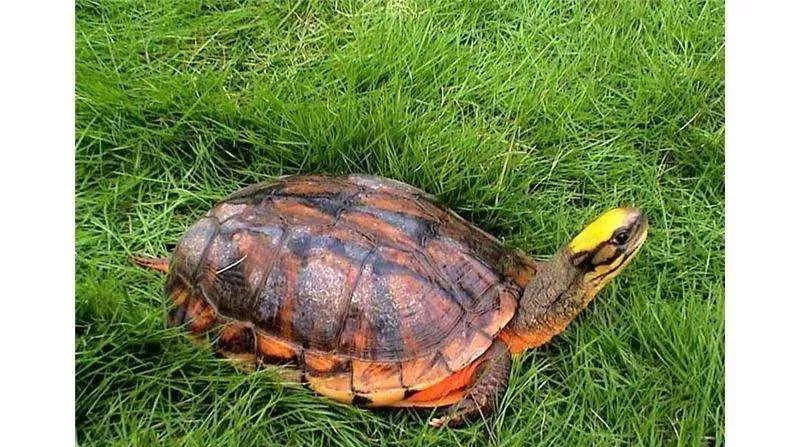 金钱龟苗最新价格,金钱龟苗最新价格,市场走势与养护知识解析,金钱龟苗最新价格解析,市场走势与养护知识详解