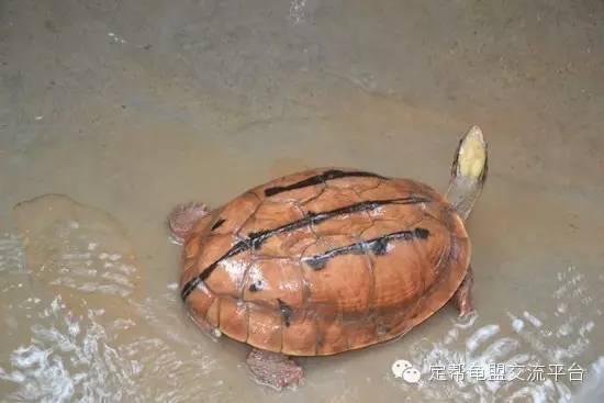 金钱龟苗最新价格,金钱龟苗最新价格,市场走势与养护知识解析,金钱龟苗最新价格解析,市场走势与养护知识详解