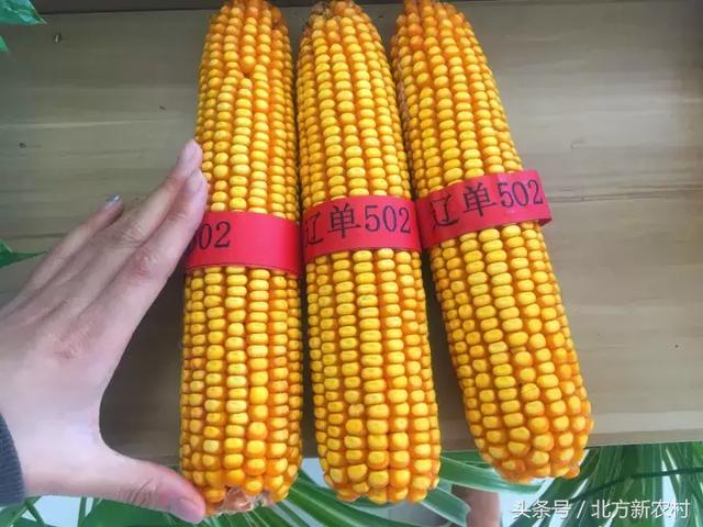 水果玉米批发价格行情,水果玉米批发价格行情深度解析,水果玉米批发价格行情解析与深度探讨