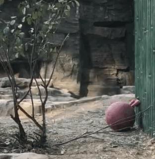 最新GIF,最新GIF,动态之美的无限魅力,动态之美,最新GIF的无限魅力