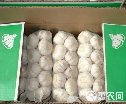 苍山大蒜最新价格,苍山大蒜最新价格，探寻蒜香宝藏的行情动态，苍山大蒜最新价格，探寻蒜香宝藏行情动态
