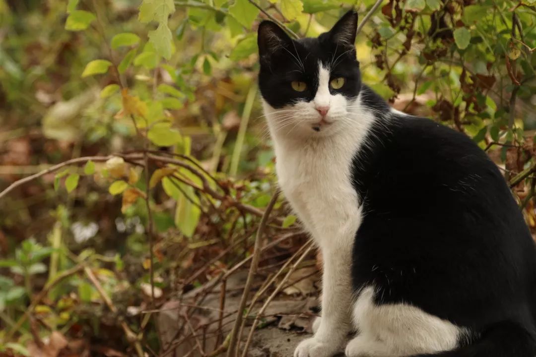 猫咪最新域址,猫咪最新域址，探索猫奴们的乐园，猫咪最新域址探秘，猫奴们的专属乐园